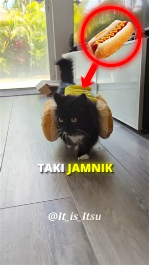 KOTY Z KRÓTKIMI ŁAPAMI 🤏🐾 #shorts