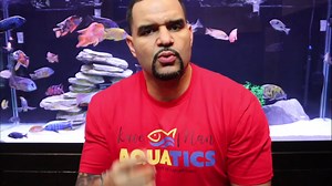 148K views · 1.5K reactions | It's not uncommon to have problems getting Crystal Clear Aquarium Water, especially with new tank set ups. But a few simple tweaks will have your fish floating in air! There are things you should be doing and things you should stop doing right now and you'll wake up tomorrow morning with a much clearer tank! Get your Free eBook with multiple tips on getting Crystal Clear Water Now - https://kavemanaquatics.com/free-ebook | KaveMan Aquatics | Facebook