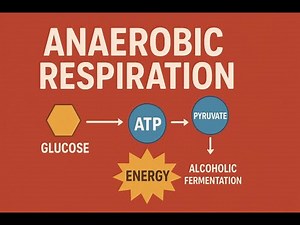 Anaerobic Respiration