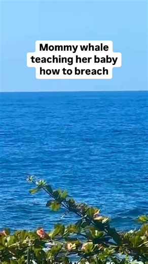 From our treehouse lookout, we witnessed the most magical ocean classroom—A mama whale teaching her baby how to breach! Watching from above with my own magical mama, I was reminded that the best way to learn is by watching, doing, and, most of all, playing! 🌊🐋✨ What’s the most amazing thing you’ve learned from your mama? #AlisonsAdventures #TreehouseTales #WhaleWisdom #OceanClassroom | Alison's Adventures