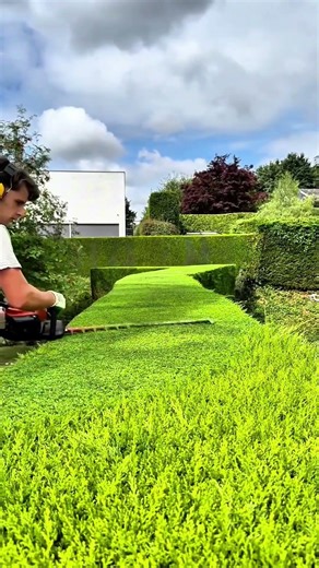 Transforming Gardens with Super Neat Plant Hedge Trimming Techniques #shorts