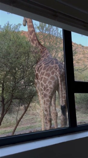 Unexpected Giraffe Wake-Up Call in South Africa || ViralHog