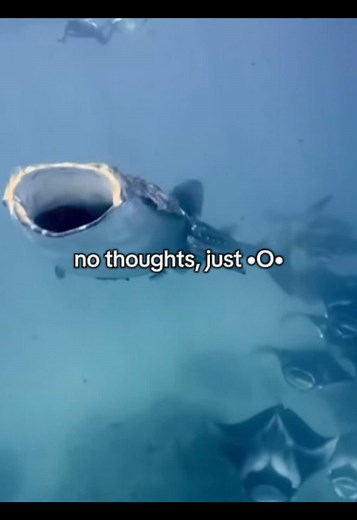 Explore the Fascinating World of Whale Sharks