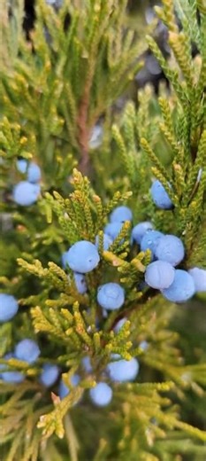 Juniper Tree Berries