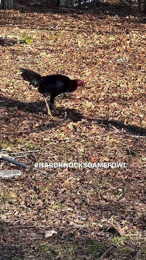 11K views · 129 reactions | One of our Asil cross stags we hen hatched this year | Hardknocks Gamefowl | Facebook