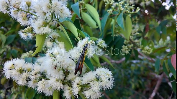 Painted Jezebel butterflies (Delias hyparete) flutter over blooming Melaleuca quinquenervia