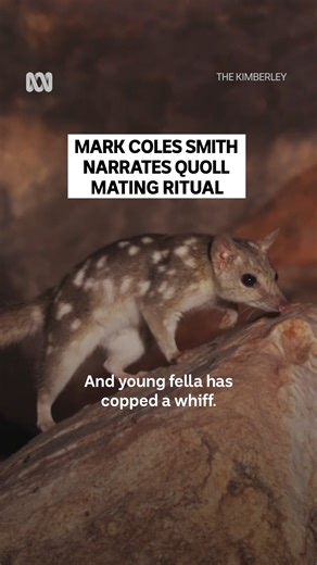 A cute new quoll enters the villa 🤭 The Kimberley — Stream Tuesdays 8pm on ABC iview and ABC TV: https://ab.co/TheKimberley | ABC iview