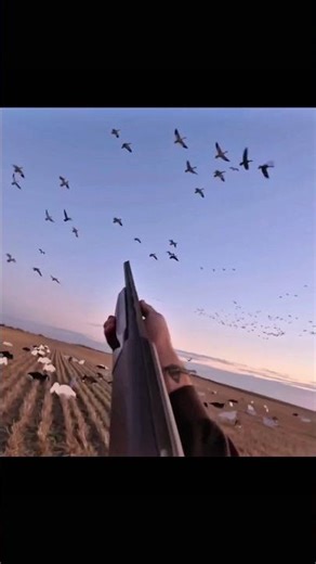 Duck hunting in the beautiful wetlands. #hunting #hunt #trendingshorts #birds