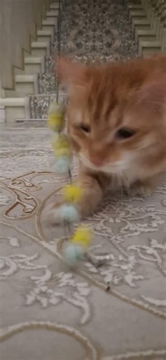 My Yellow Cat Totosh Suddenly Runs When I Move His Toy! 🐱⚡Like and subscribe #orangecat