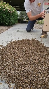 37M views · 135K reactions | On your marks... Get set... GO  17k bees in 60 seconds! #bees #savethebees #nature #animals #timelapse | Mr. Mrs. Bee Rescue | Facebook