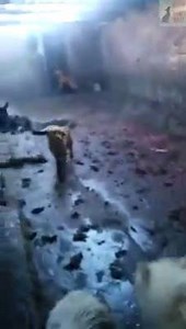 Fight Dog Meat zeigt Ihnen, wie es in einem Schlachthaus für Hunde in China ausschaut. Leute sind vor Ort und versuchen, die 30 Hunde zu retten, die in einem fürchterlichen Hundeschlachthof gehalten werden. Ob GOLDEN RETRIEVER, BORDER COLLIES, LABRADORS, sie schlachten alles. Infos auf www.FightDogMeat.com . Dazu auch: https://netzfrauen.org/2018/01/07/golden-retriever/ | Netzfrauen