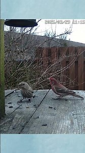 Male Finch Pecks Its Mate - #shorts
