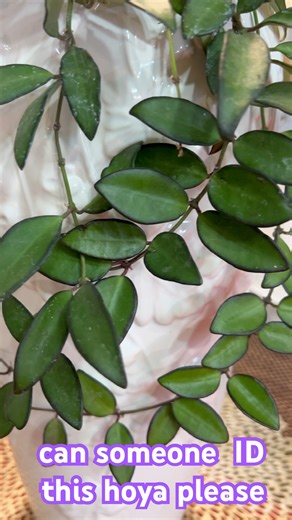I know this is a Hoya, Can someone help me ID this plant, please? is it a lacunosa