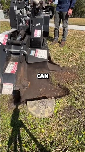 Why You Should NEVER Leave Tree Stumps in Your Yard