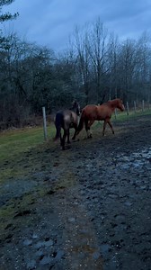 Our first morning routine with Cheyanne! #Peteytheseeingeyedonkey #Lunatheblindhorse | Petey The Seeing Eye Donkey