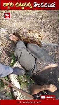 కార్మికుడి కాళ్లకు చుట్టుకున్న 12 అడుగుల పొడవైన కొండచిలువ