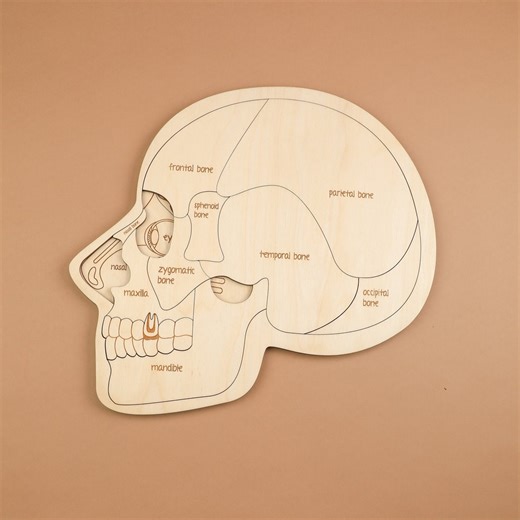 Human Brain Anatomy Puzzle – Kids Learning Wooden Puzzle | Educational Anatomy Toy - Human Head Brain Anatomy Kids Learning, Human Anatomy - Etsy