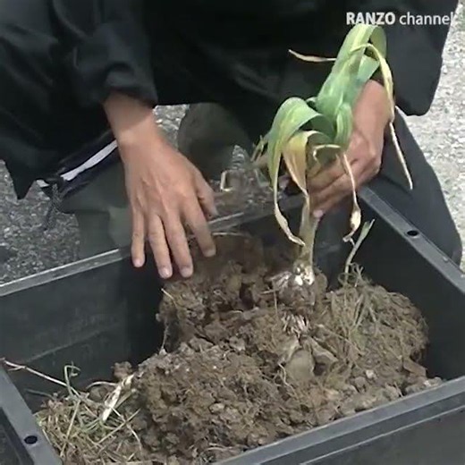 バケツでジャンボニンニク栽培に挑戦！【古家まるごとDIY】 Jumbo garlic cultivation. #shorts #diy #挑戦 #家庭菜園