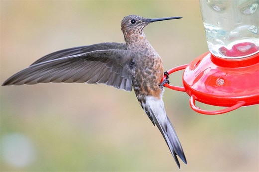 Scientists solve giant hummingbird mystery — with the help of tiny backpacks | KRDO