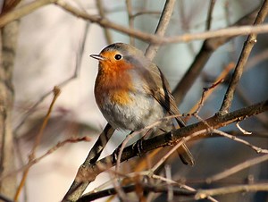Facts on the Little Robin Redbreast