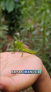 Belalang Hijau Enak Dimakan?! Tapi Darahnya Kok Ijo?!