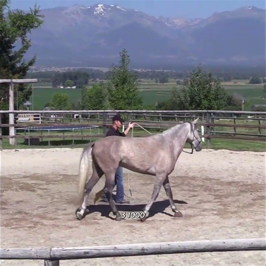 Horse Cantering Training: Easy Balance & Control Technique #shorts