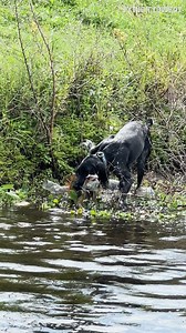 663K views · 6.2K reactions | Rogue is putting in the work even at the end of the day! | Python Cowboy Hunts | Facebook