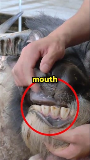 The Secret Inside A Cow's Mouth.
