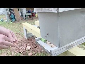 Honeybee Robbing Behavior: How to Stop It.