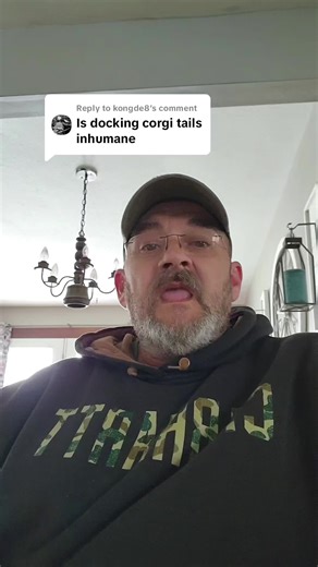 Corgi Tail and Dew Claw Procedures Explained