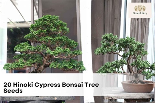 20 Hinoki Cypress Bonsai Tree Seeds | Chamaecyparis Obtusa | Evergreen Bonsai Tree | Slow Growing Ornamental - Etsy