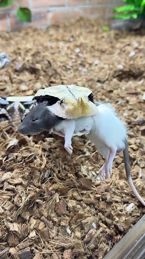 192K views · 1.7K reactions | Gaboon viper coming in hot!!! #awesome #amazing #cool #wow #dingodinkelman #animal#dangerous #reels #reelvideo #instavideo #insta #instagram #instareels #fantastic #crazy #gaboonviper #southafrica #durban #snake #reptile | Dingo | Facebook