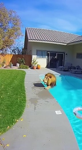 Lion falls into the pool! #lion #funnyanimals | Animals behavior | Facebook