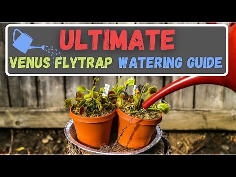 How To Water A Venus Flytrap - Watering Venus Flytraps For Beginners - How Often, What Type & More!