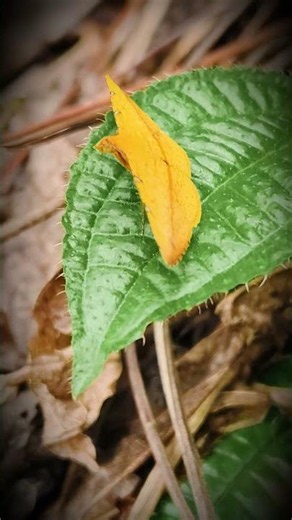 Golden Butterfly in Stillness | Macro Nature Video for Relaxation
