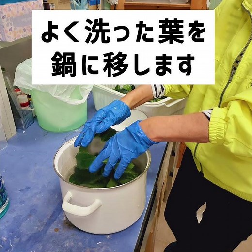 葉脈標本の下準備