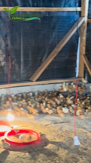 Changing our brooding papers #fyp #poultry #viral #farmlife #brooding | Blacsprings farms