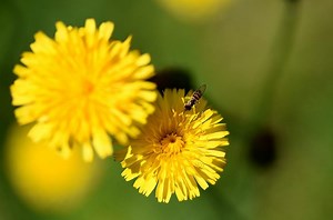 Dandelions are a common spring sight in Michigan. Should I let them grow?