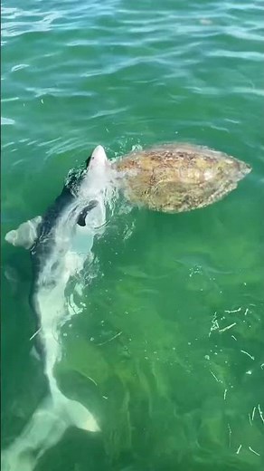 GIANT TIGER SHARK eats sea turtle! Keep watching!