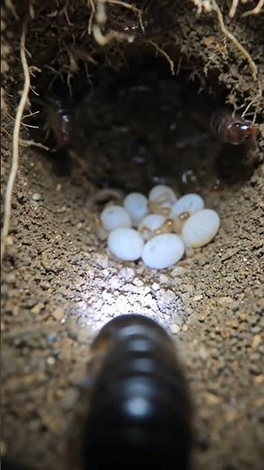 Inside a Hidden Springtail Colony Underground 🐜