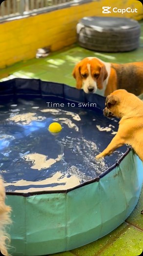 44 reactions | Plonsplezier in het hondenpension! Zonnetje aan ,...