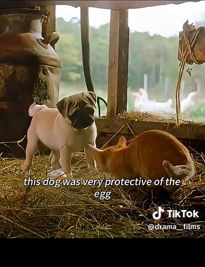 Exploring Fun Moments from Shrek