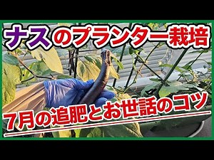 Growing eggplants in a planter! We'll explain in detail how to fertilize in July and how to care ...