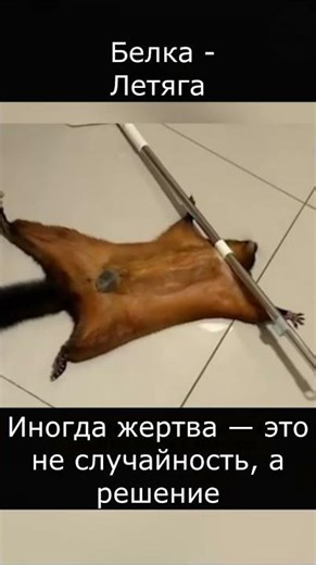 Белка летяга. Смешное поведение домашних питомцев. Животные симулянты