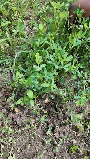 Planting alfalfa at the farm to maximize livestock nutrition. #farminginafrica #semanhyiafarms #agrostore #FIAAgroventures #nigeriantiktok🇳🇬 #farmingbusiness #startingagoatfarm #semanhyiagrass | Farming In Africa