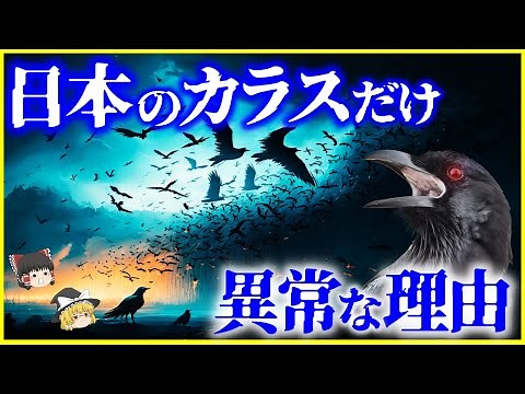 [Slow Explaining] What's Different About Japanese Crows? Explaining the Intelligence and Language...