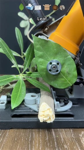 Stuff Vs Tree Challenge