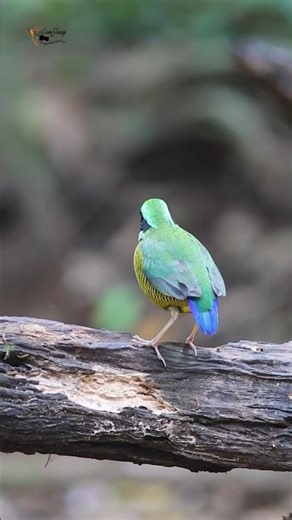 Chim đuôi cụt bụng vằn #wildlife #birds #cattien #nature #chimsachdo #animals #shorts
