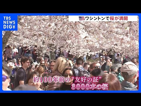 【お花見】米ワシントン 日米友好の証・3000本の桜が満開に 春の陽気のなか花見客でにぎわう｜TBS NEWS DIG
