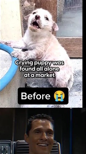 Save animals ❤️ #dog #animalsavior #animal #sad #animalfirstaid #rescue #bread #new